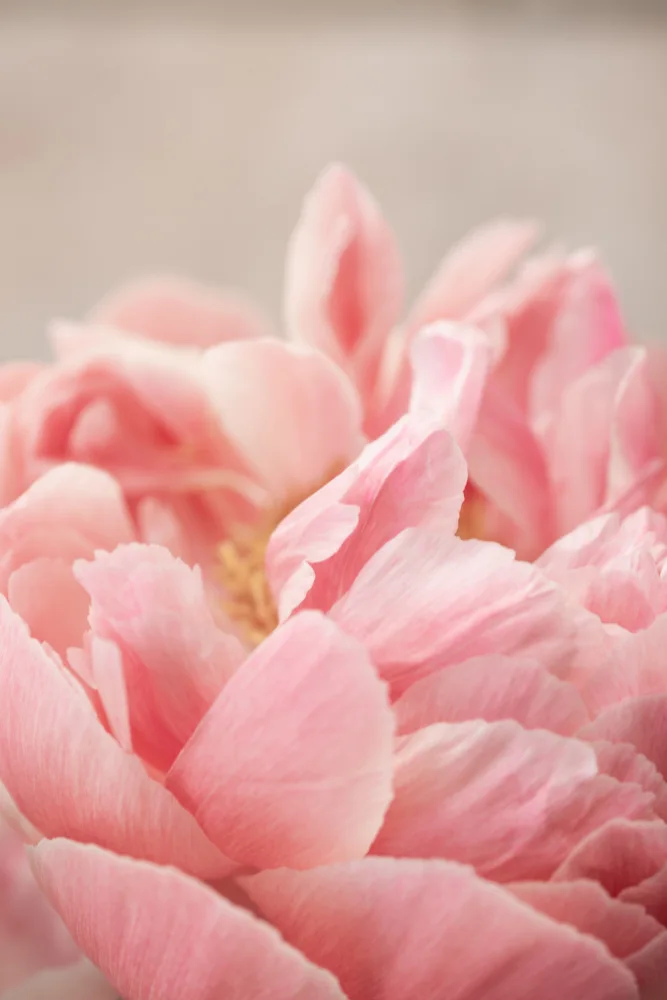 Böhmer, Mareike: Peony 4