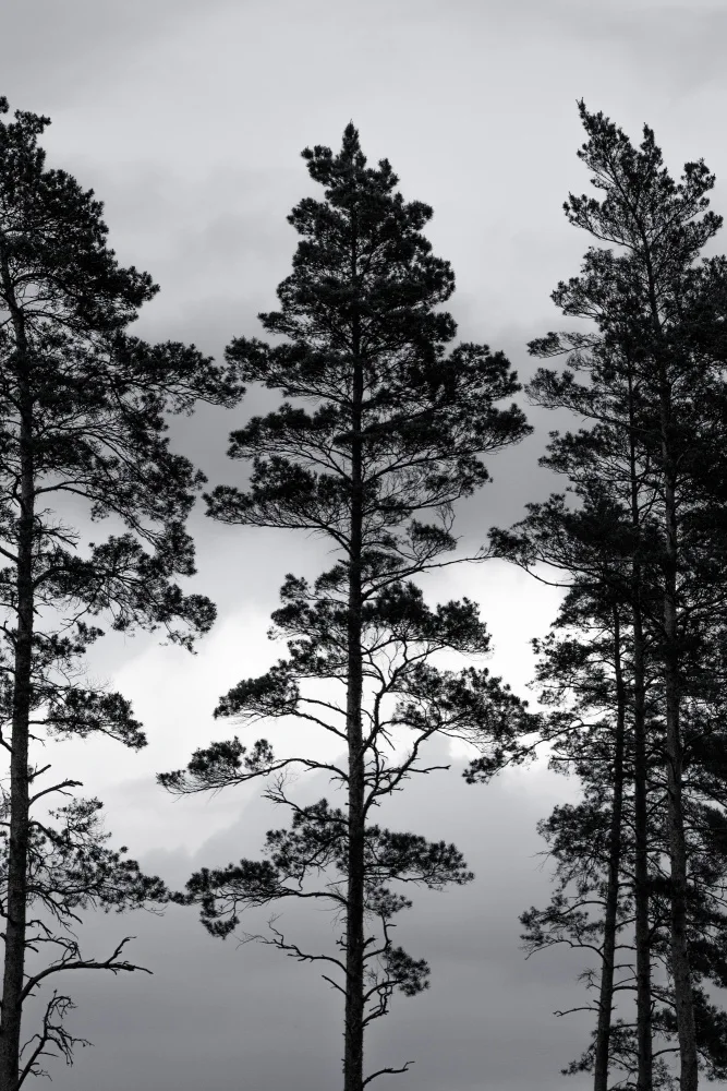 Böhmer, Mareike: Swedish Trees