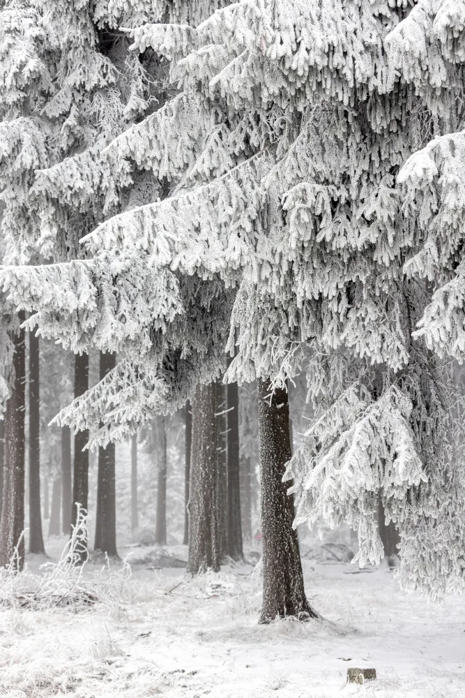 Böhmer, Mareike: Winter Forest 2