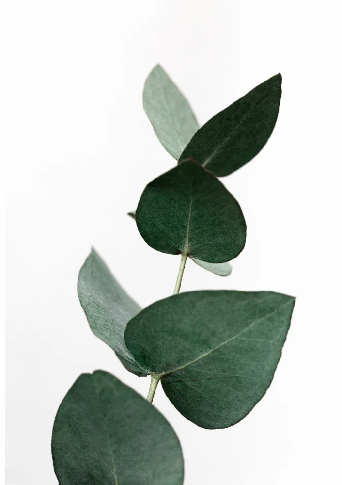 Böhmer, Mareike: Eucalyptus 4 A1