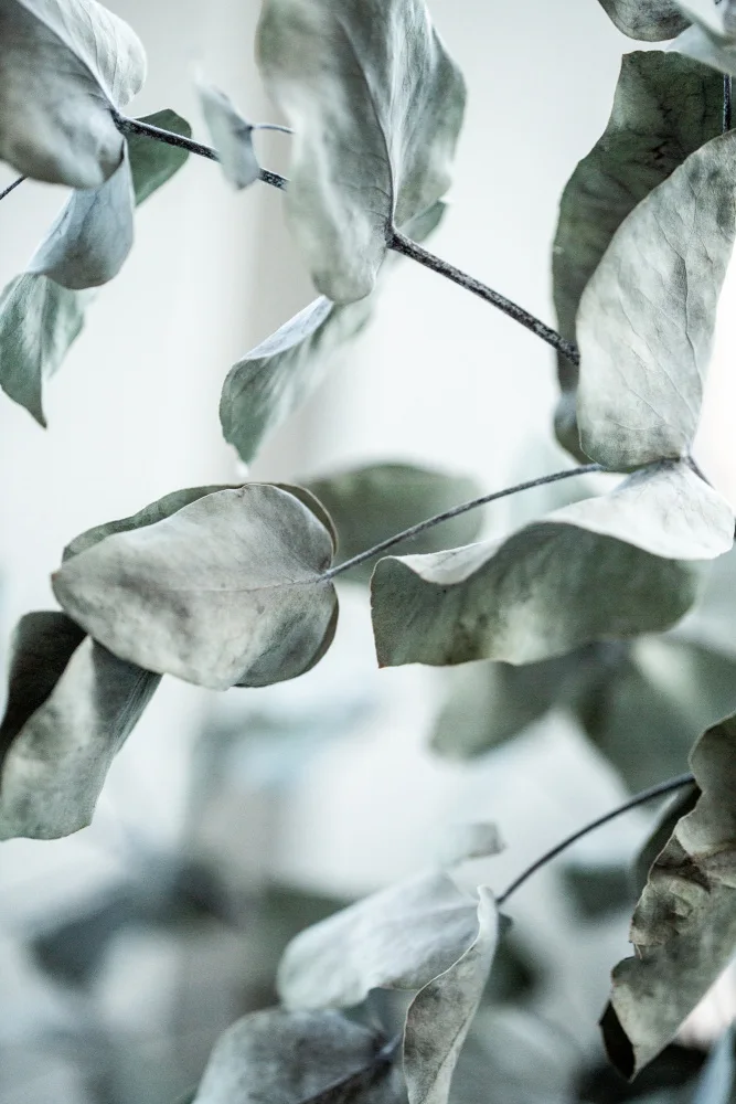 Böhmer, Mareike: Eukalyptus 8
