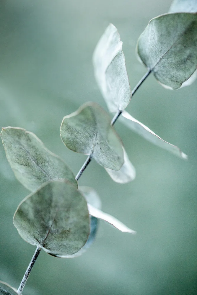 Böhmer, Mareike: Eucalyptus 9