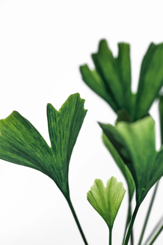 Böhmer, Mareike: Ginko 5