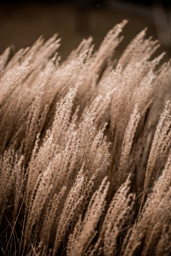 Böhmer, Mareike: Grass 16