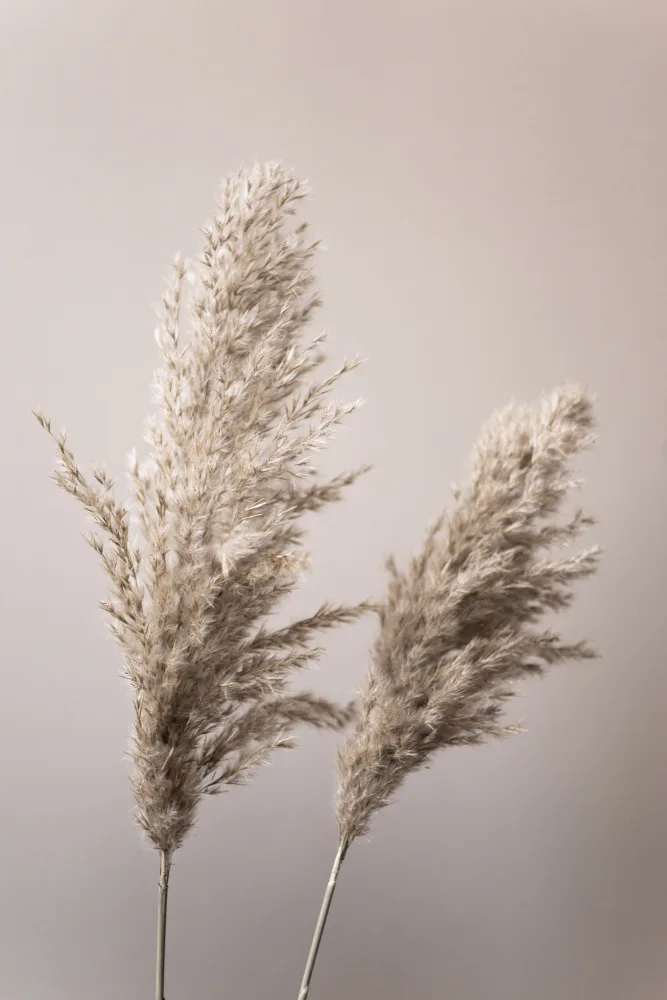 Böhmer, Mareike: Grass 22X