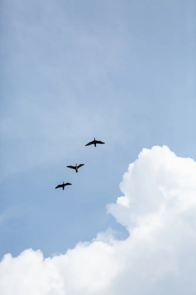 Böhmer, Mareike: Flying Home