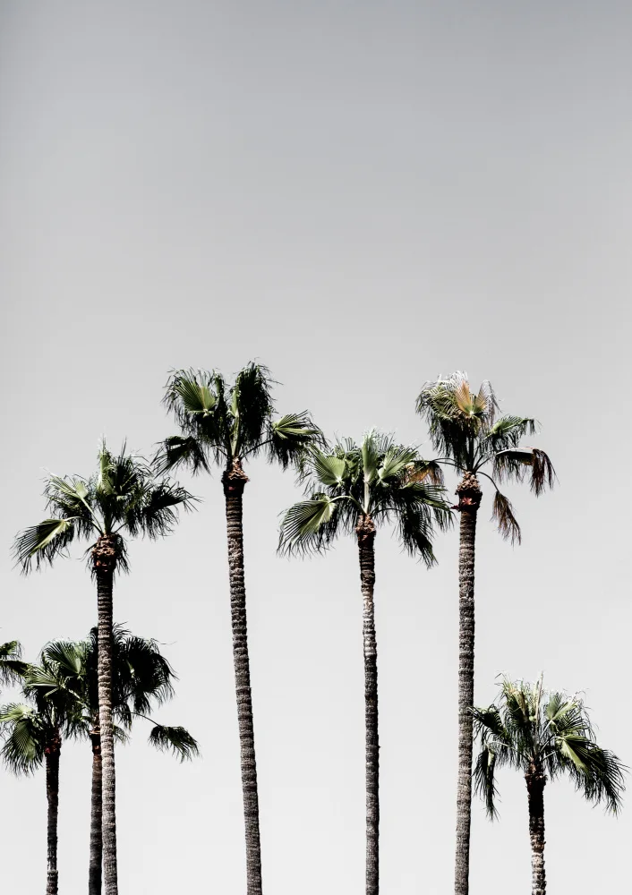 Böhmer, Mareike: Palm Trees 5