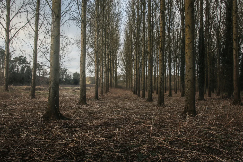 Fennell, Alyson: Winter Tree Avenue