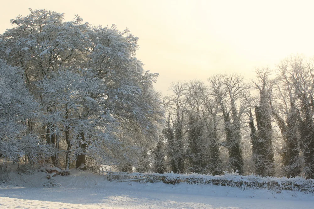Fennell, Alyson: Woods in the snow