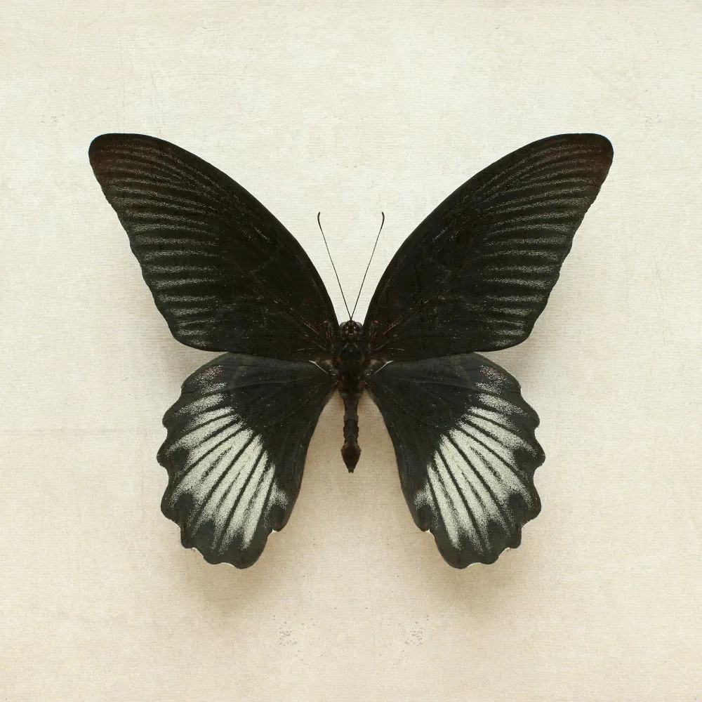 Fennell, Alyson: Black Mormon Butterfly Square