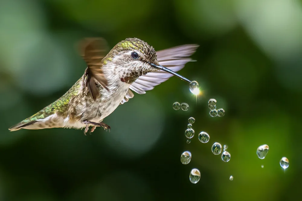 Lipinghu: Hummingbirds Playing Water Drops