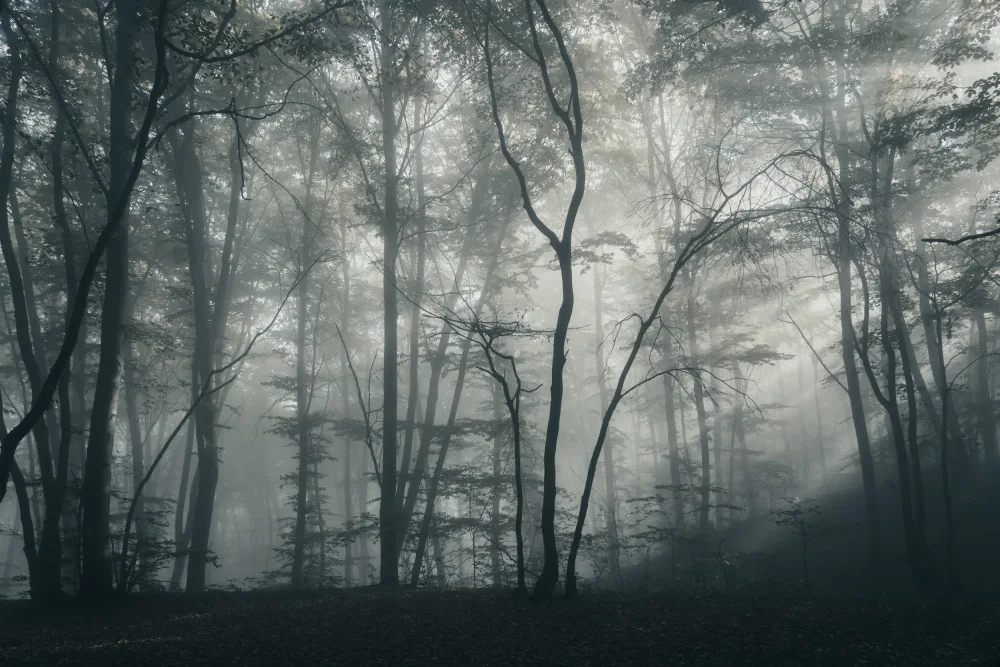 Andrica, Eduard: Magic forest