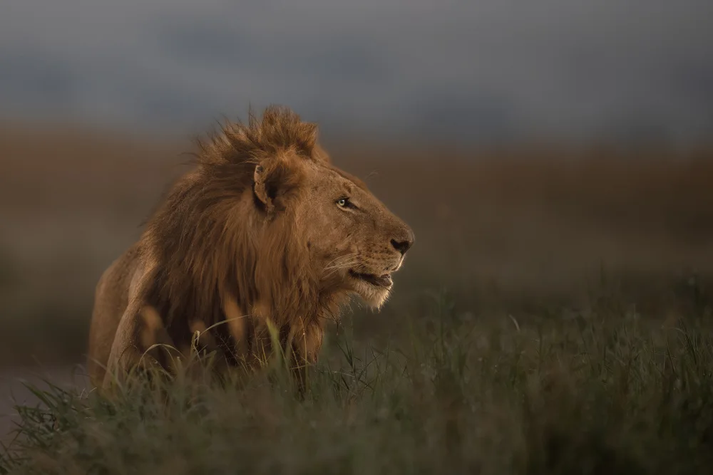 Roshkumar: Majestic Look