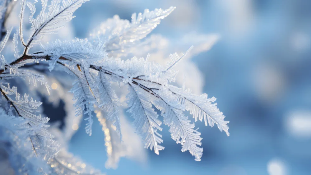 Treechild: Winter Impressions No 6