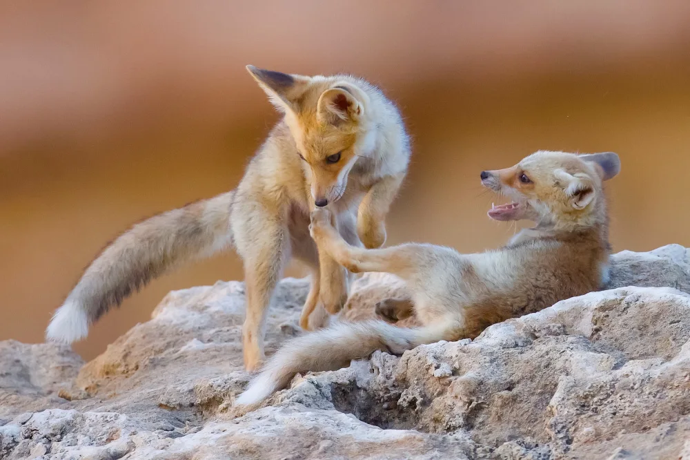 Manusevich, David: Fox family