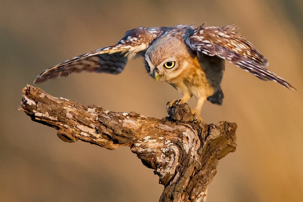 Manusevich, David: Little owl