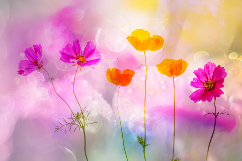 Lee, van Hilda: flowers festival