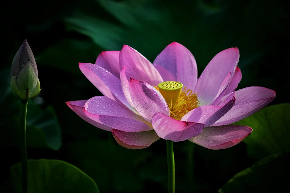 Zhao, Yan: Lotus 3