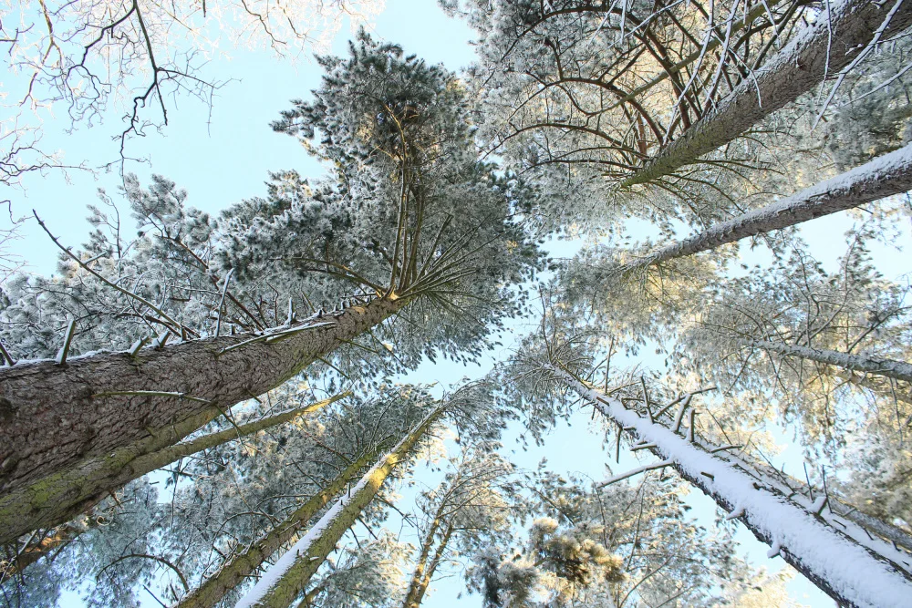 Fennell, Alyson: Tall Pine Trees, Snow, Golden Glow