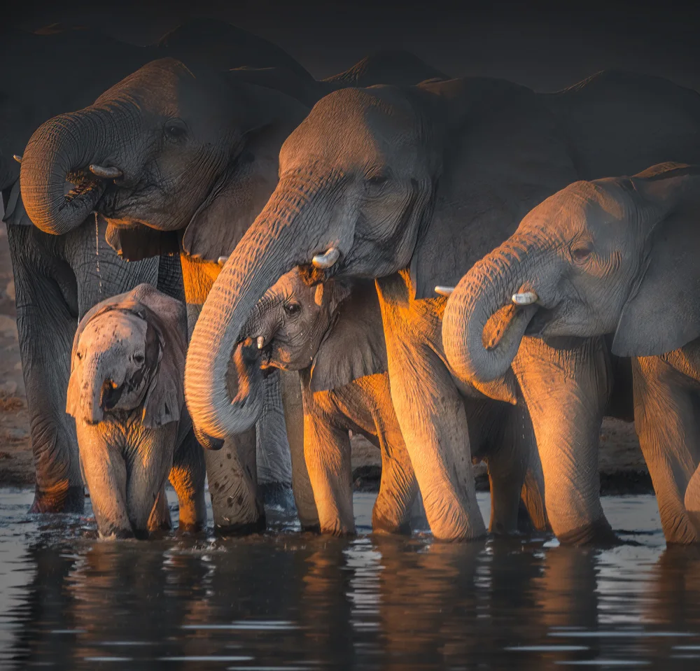 Wei, Willa: Elephants