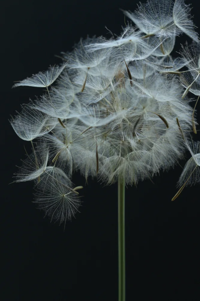 Fennell, Alyson: Salsify Seed Head