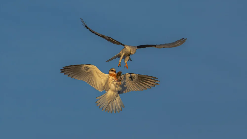 Huang, Johnson: White tailed kitel