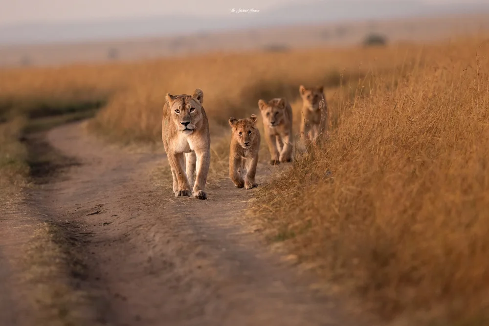 Bhagavatula, Saikiran: Mom and the Cubs