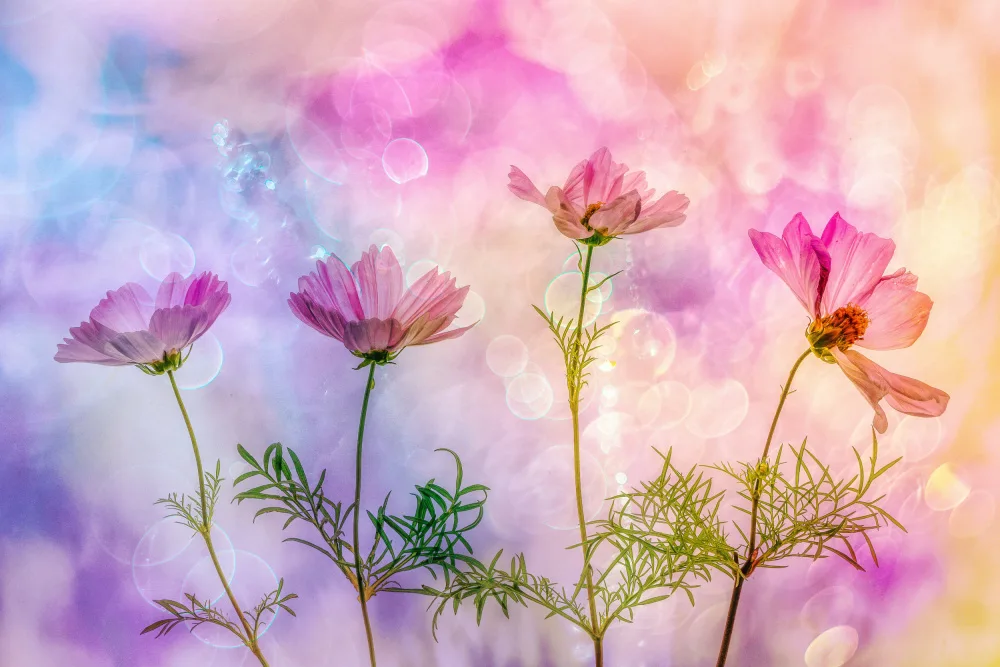 Lee, van Hilda: Cheerful Cosmea
