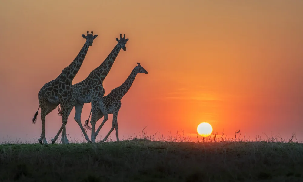 Lu, Jennifer: Shape of Africa