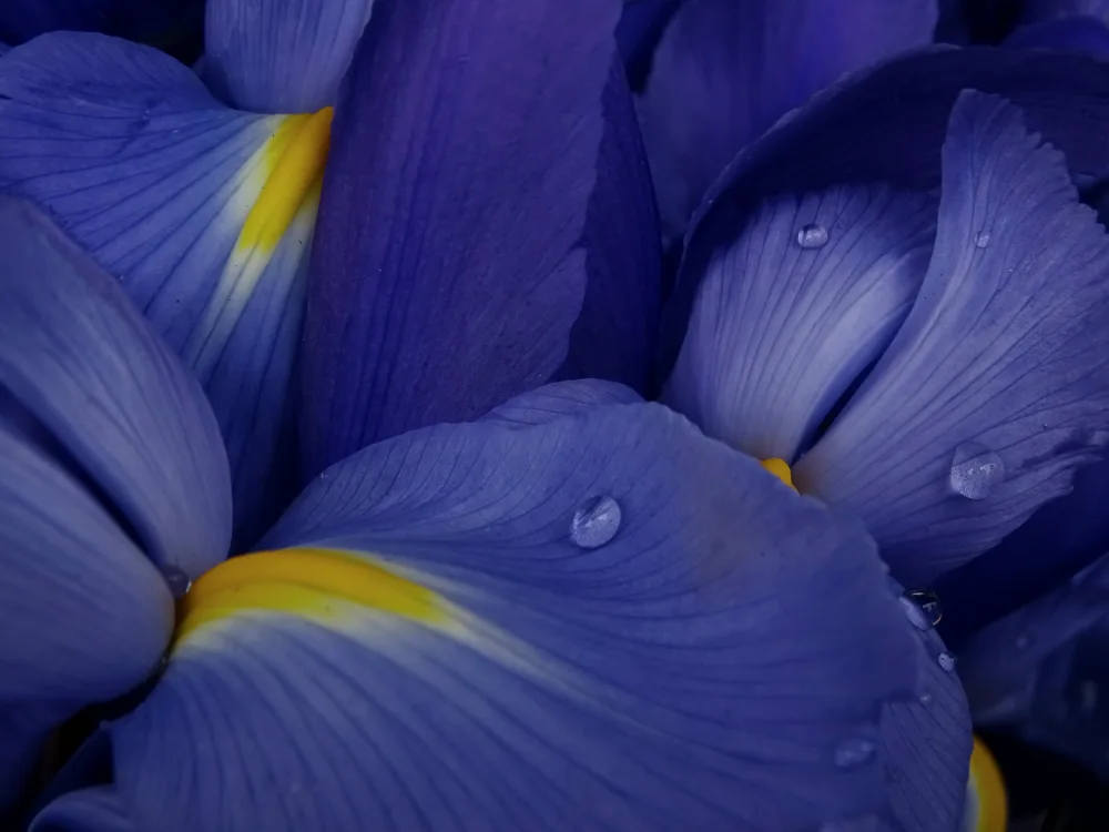 Lesica, Ivan: Iris