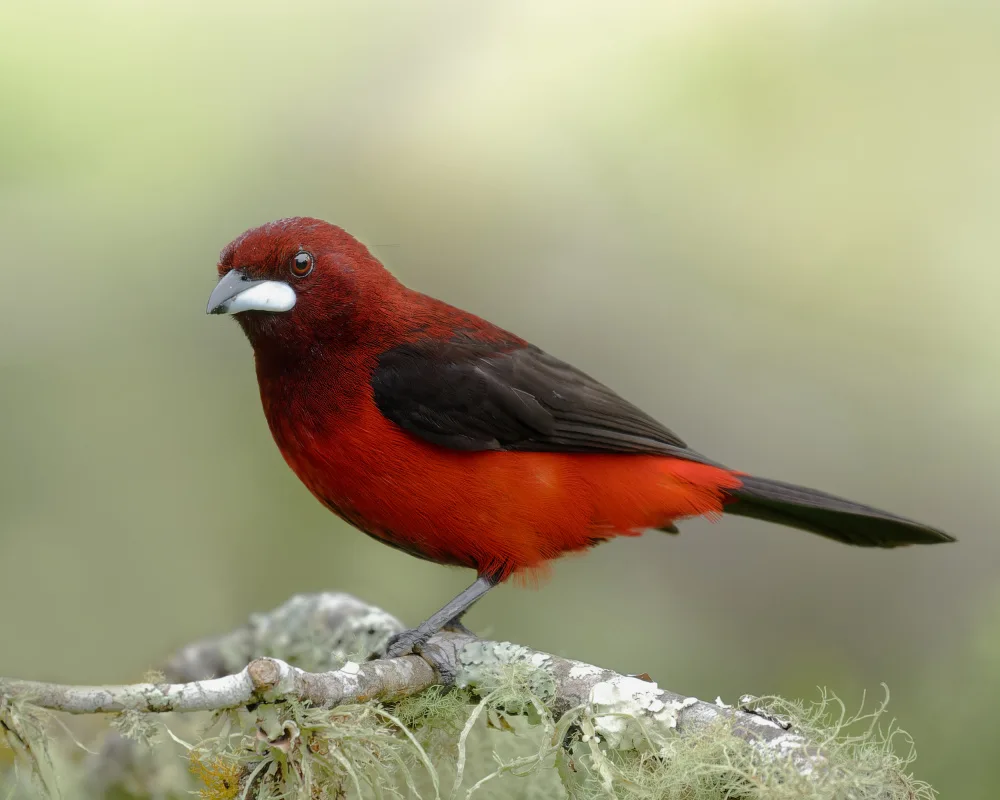 PEREZ, Lisandro: Ramphocelus dimidiatus