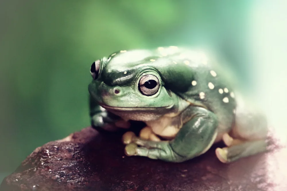 Strelok: Froggy