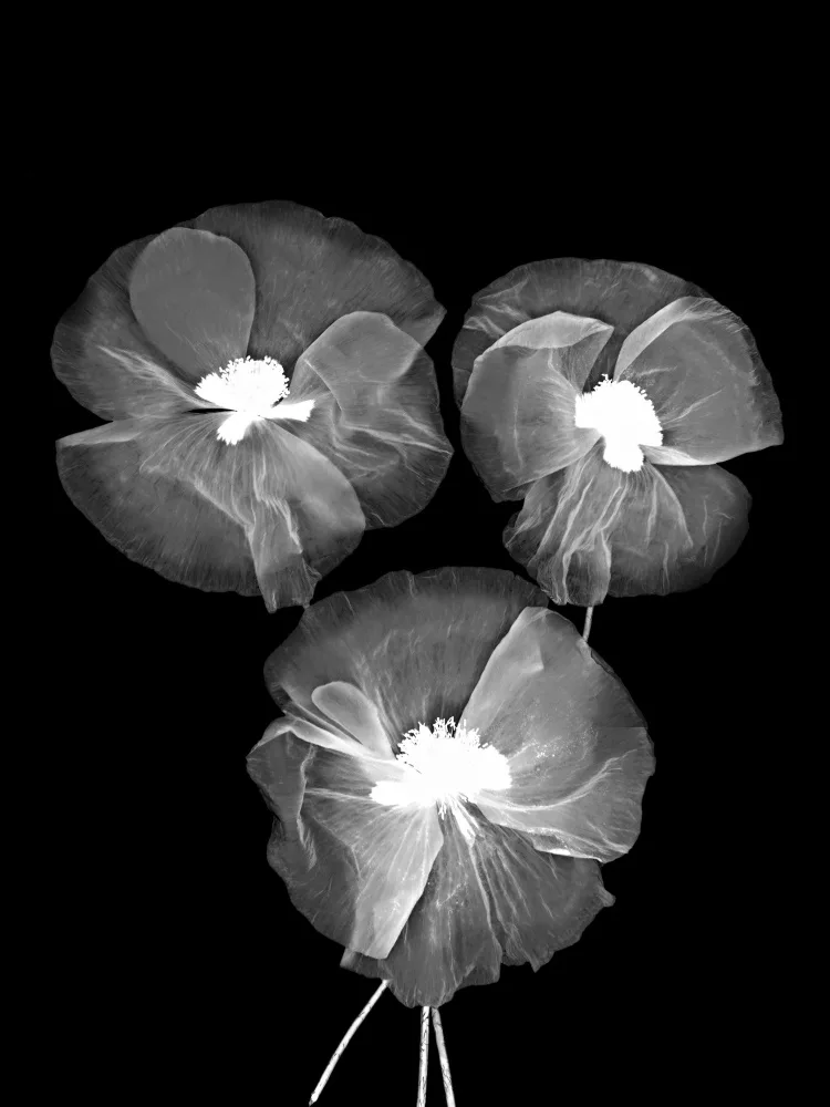 Paksoylu, Bilge: Fiori delicati in bianco e nero