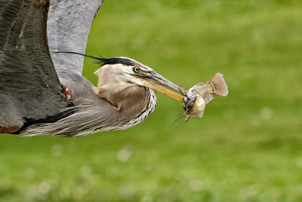 Gagnon, Lucie: The Catch