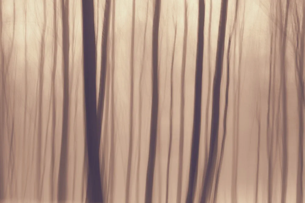 Paksoylu, Bilge: Alberi nella foresta 9