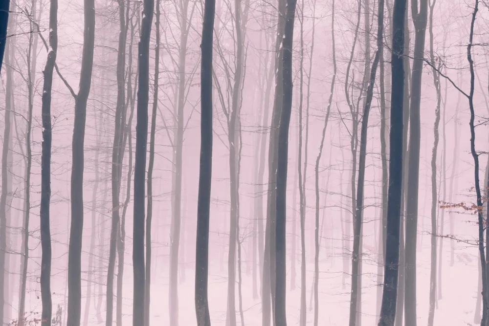 Paksoylu, Bilge: Alberi nella foresta 15