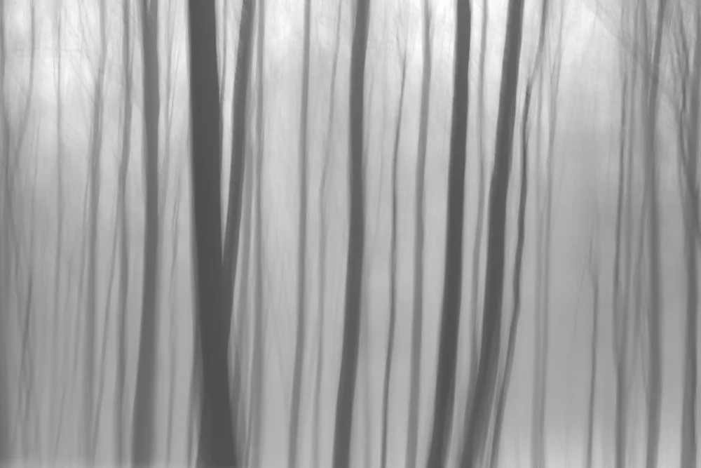 Paksoylu, Bilge: Alberi nella foresta 8
