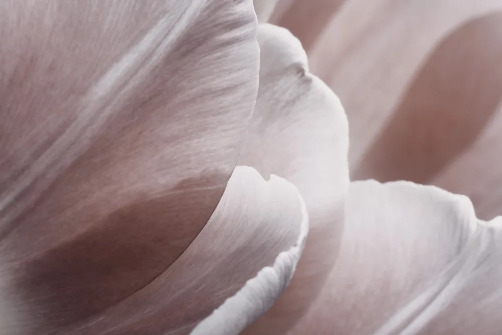 Paksoylu, Bilge: Foto di fiori macro rosa 1