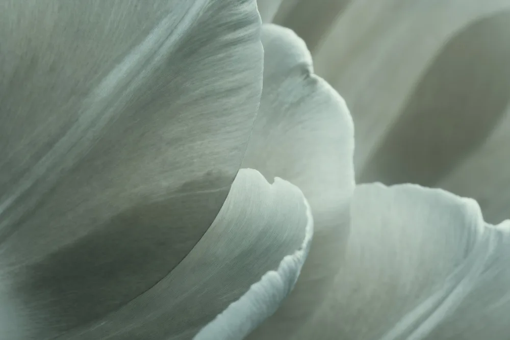 Paksoylu, Bilge: Foto di fiori macro verdi 1