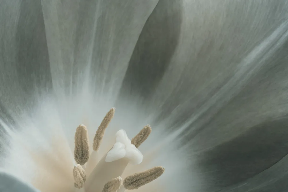 Paksoylu, Bilge: Foto verde del fiore a macroistruzione