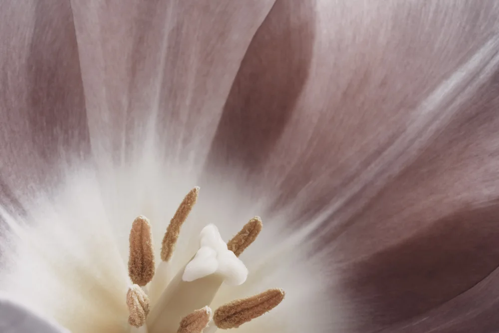 Paksoylu, Bilge: Růžová makro květina fotografie
