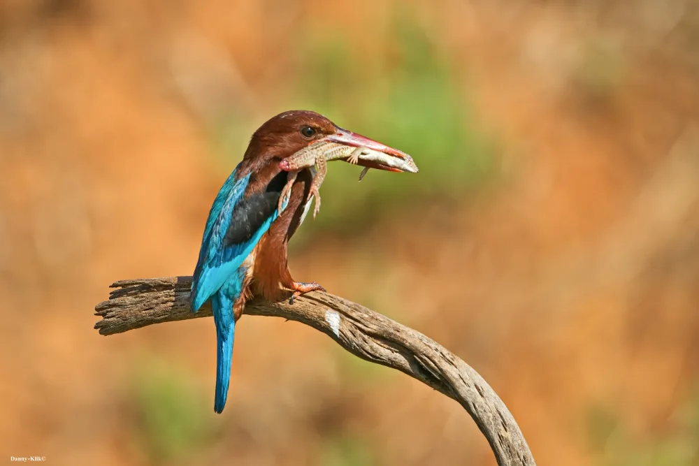 Gdalevitz, Dan: With prey in its beak