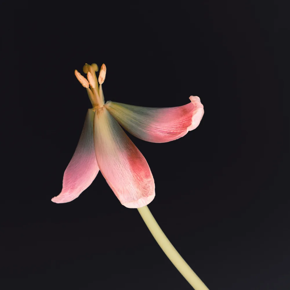 Paksoylu, Bilge: Dried Tulip 2 Instagram Flower