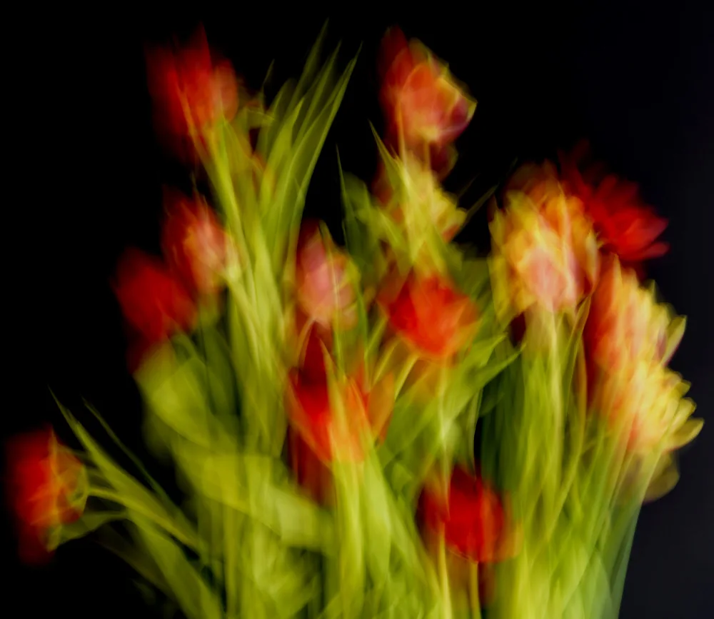 Paksoylu, Bilge: Fiori impressionisti