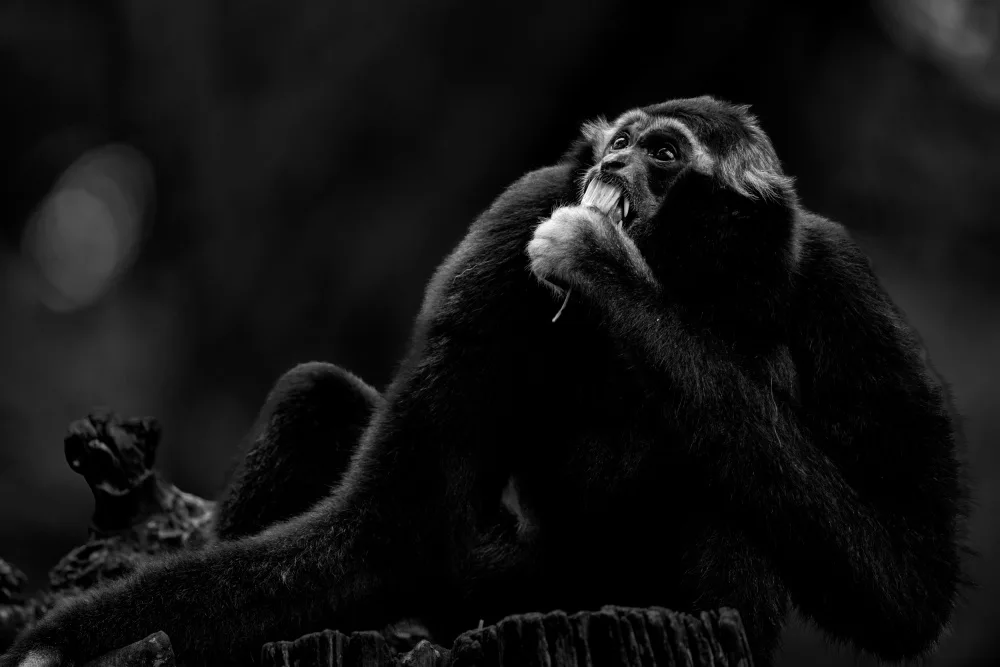 WONG, LIANG TWEE: Pileated gibbon