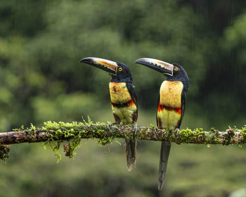 Dhanorkar, Saurabh: Collared Aracaris in the rains