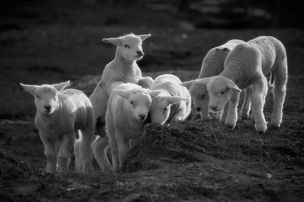 Balzer, Bodo: Lambs discover the world