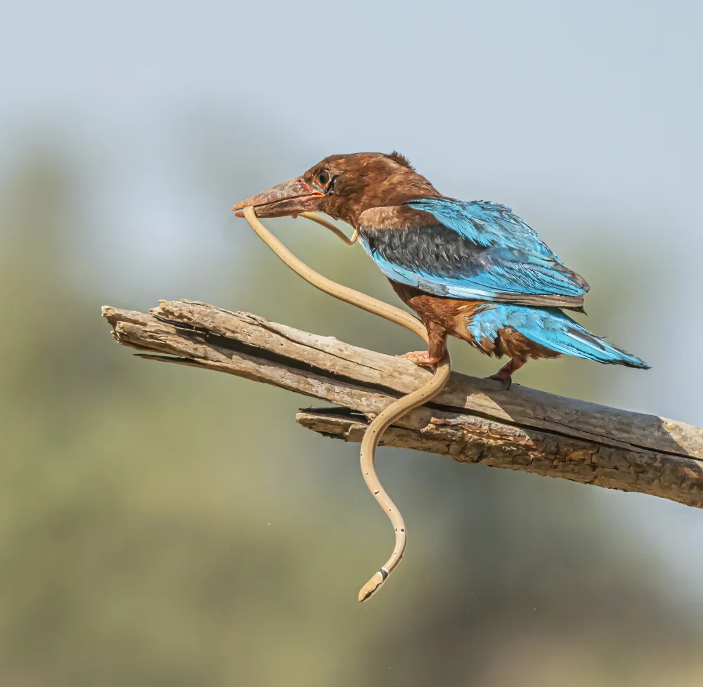 Lichtman, Boris: Kingfisher