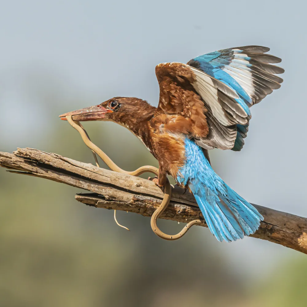 Lichtman, Boris: B brave kingfisher