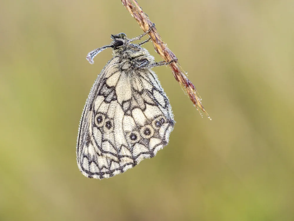 Kralik, Rostislav: Mramorová bílá (Melanargia galathea)